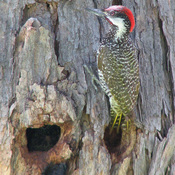 Golden-tailed Woodpecker